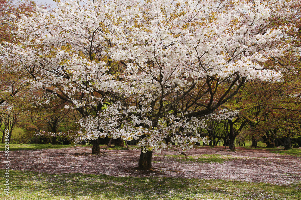 ソメイヨシノ桜 ソメイヨシノ桜
