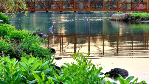 bridge over the lake