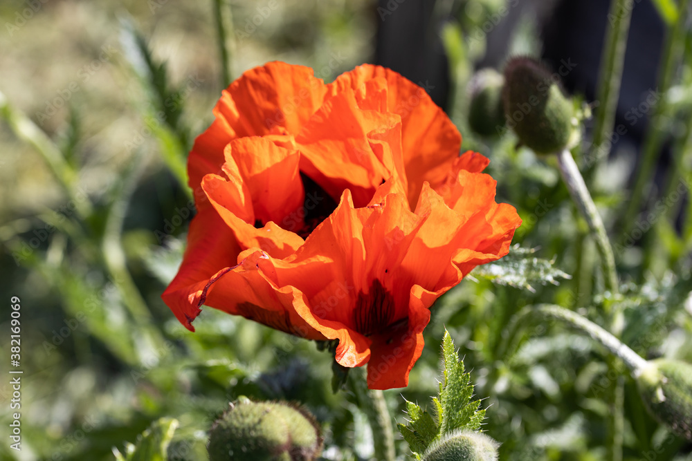 Red poppy flower. Sunny day, against a natural background. Red poppy flower. Sunny day, against a natural background.