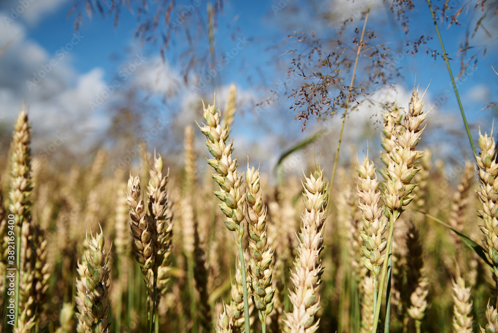 Close-up picture of beautiful field landscape with blue sky and white clouds and yellow stalks of wheat rye barley. Agricultural development in countryside. Ecological conservation concept. Close-up picture of beautiful field landscape with blue sky and white clouds and yellow stalks of wheat rye barley. Agricultural development in countryside. Ecological conservation concept.