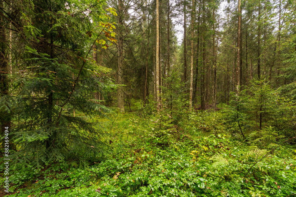 Fototapeta premium regennasser Wald