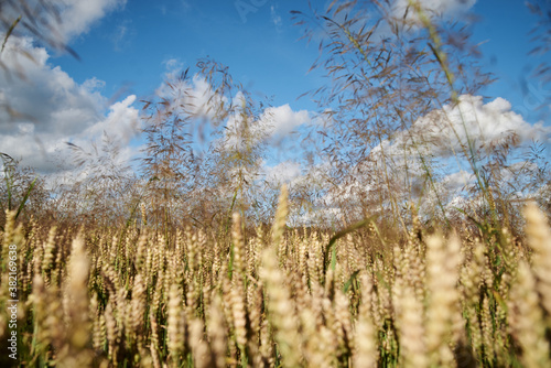 Close-up picture of beautiful field landscape with blue sky and white clouds and yellow stalks of wheat rye barley. Agricultural development in countryside. Ecological conservation concept.