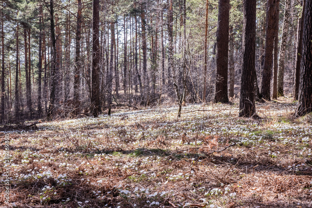 spring forest without foliage in a dense forest spring forest without foliage in a dense forest