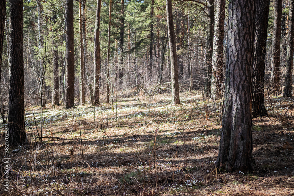 spring forest without foliage in a dense forest spring forest without foliage in a dense forest