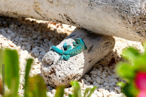 Green gecko sitting atop a log in desert in Aruba with flowers in foreground