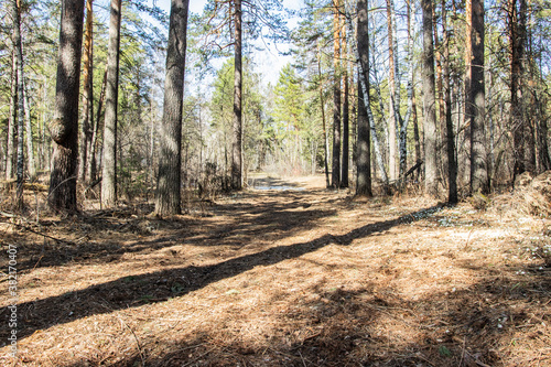Wallpaper Mural spring forest without foliage in a dense forest Torontodigital.ca