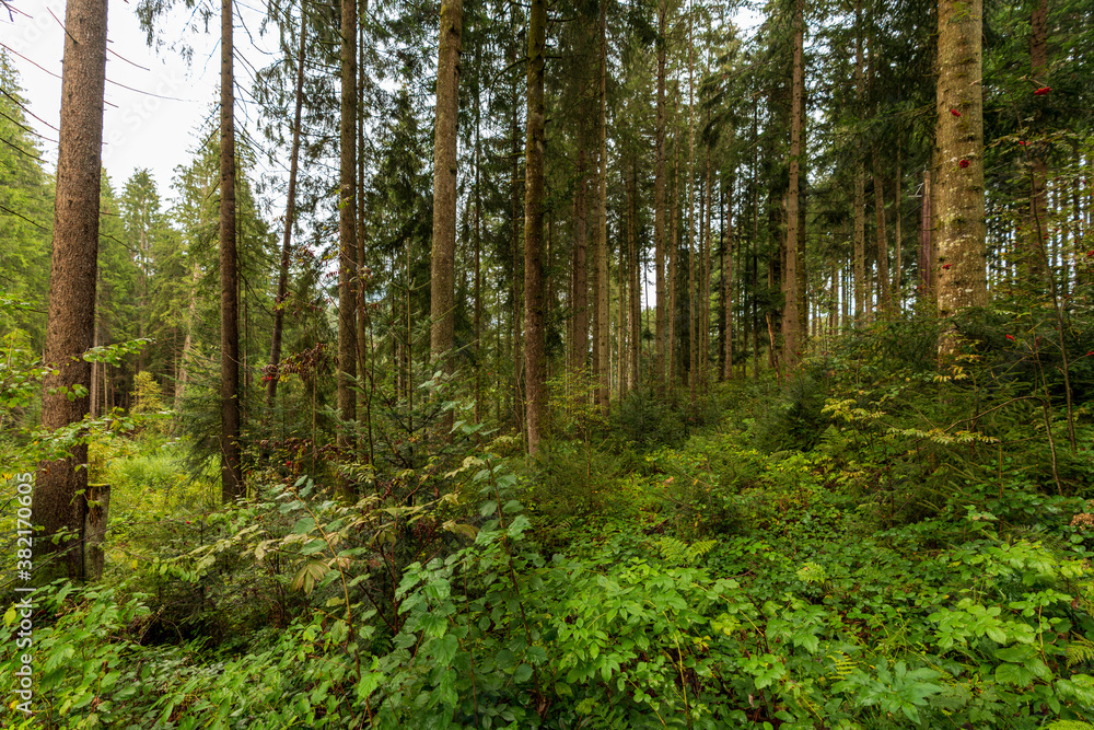 Fototapeta premium Regennasser Wald in Kitzbühel Tirol