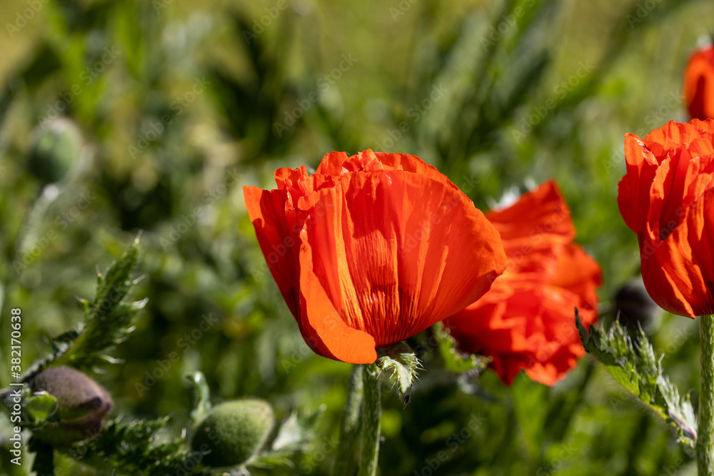 Red poppy flower. Sunny day, against a natural background. Red poppy flower. Sunny day, against a natural background.