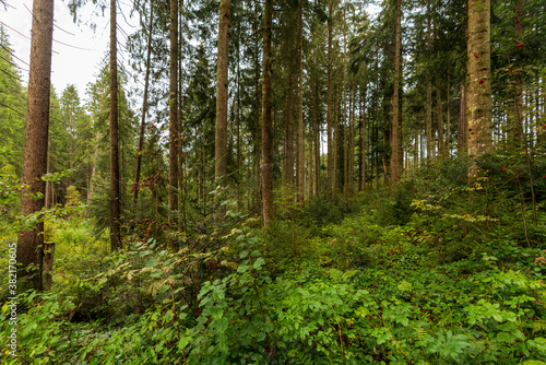 Regennasser Wald in Kitzbühel Tirol