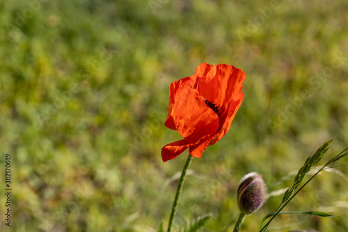 Red poppy flower. Sunny day  against a natural background.