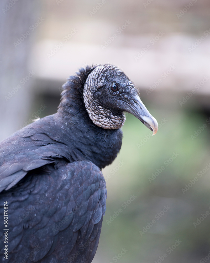 Black Vulture Stock Photos. Black Vulture head close up with a blur background displaying eye, beak, and black feather plumage in its environment and habitat. Picture. Image. Portrait. Black Vulture Stock Photos. Black Vulture head close up with a blur background displaying eye, beak, and black feather plumage in its environment and habitat. Picture. Image. Portrait.