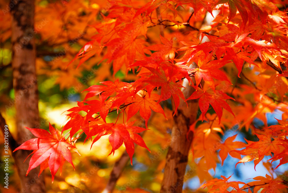 紅葉 紅葉