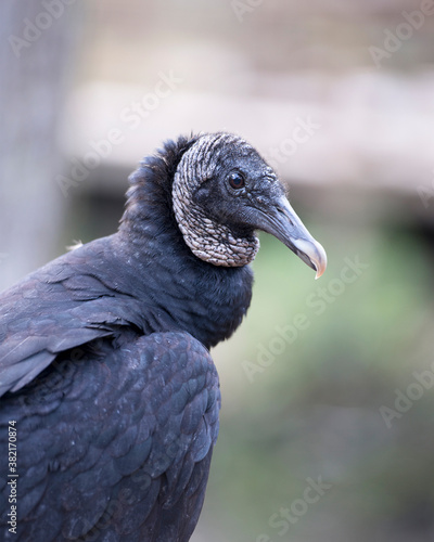 Black Vulture Stock Photos. Black Vulture head close up with a blur background displaying eye  beak  and black feather plumage in its environment and habitat. Picture. Image. Portrait.