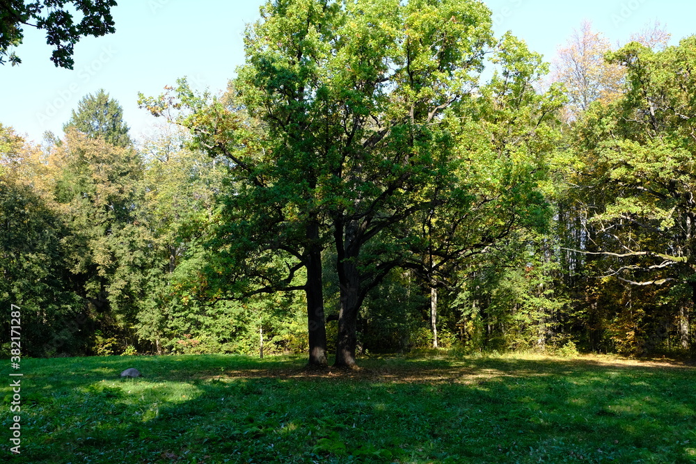 Fototapeta premium oak trees in the park