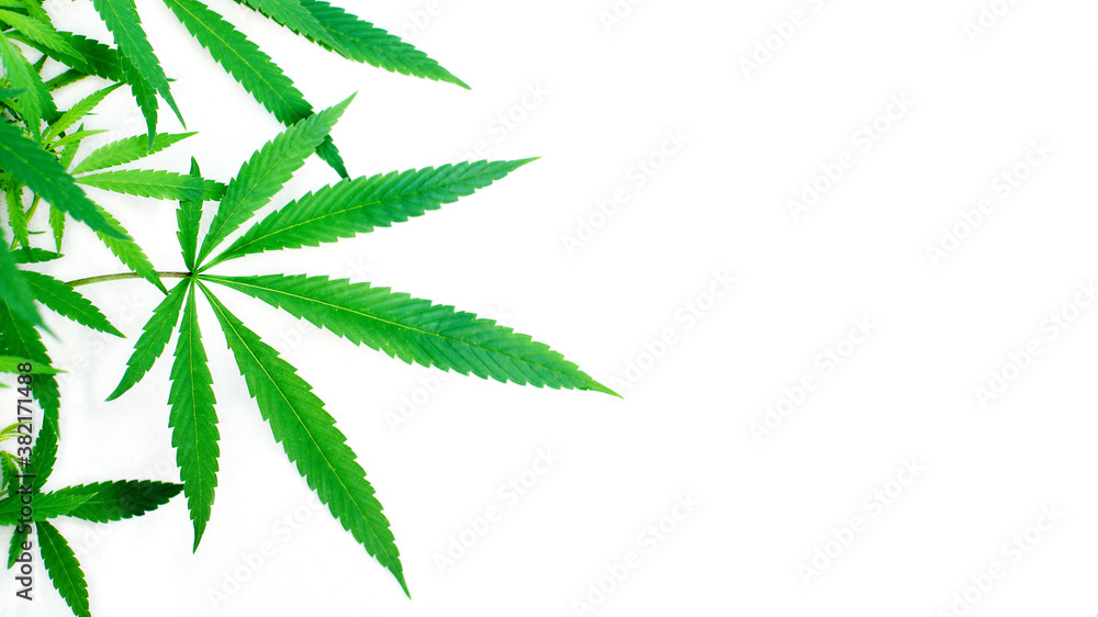 Branch of green marijuana on light surface, soft selective focus, banner