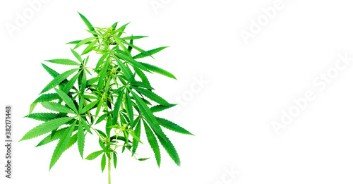 Branch of green marijuana on light surface, banner