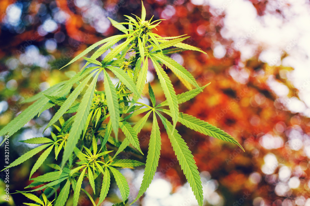 Branch of green marijuana in sunlight back light close up on blurred natural background, soft selective focus Branch of green marijuana in sunlight back light close up on blurred natural background, soft selective focus