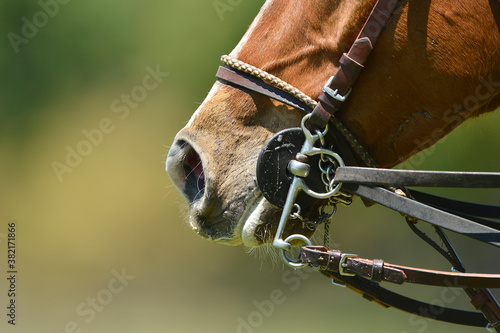 Close up shoot of a head of a horse