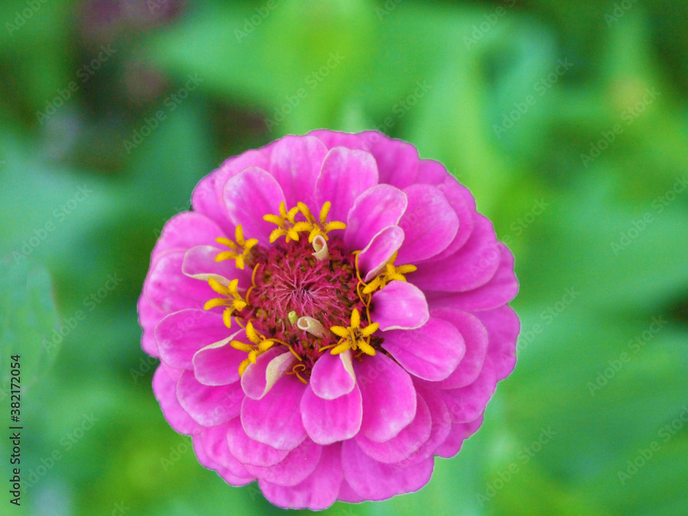 Fototapeta premium close-up of vivid pink wild flower with green blurred background 