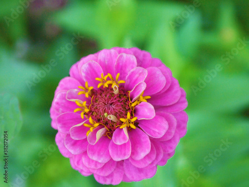 close-up of vivid pink wild flower with green blurred background 