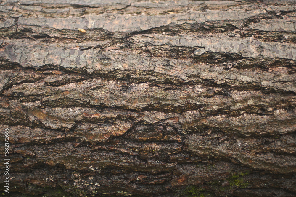 wet tree bark background texture wet tree bark background texture