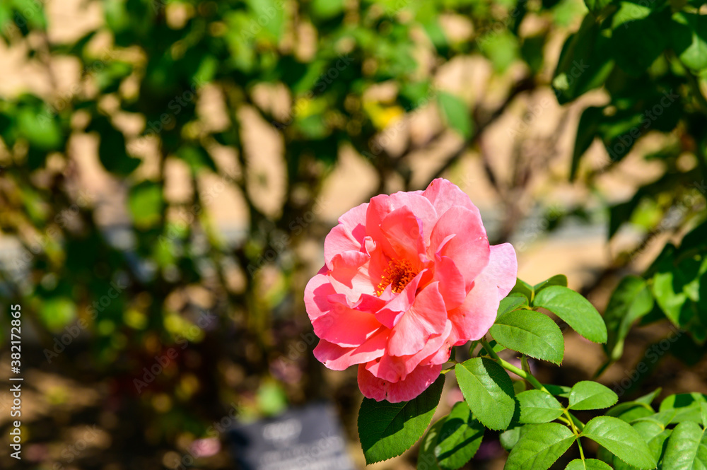 Obraz premium ピンクのバラ