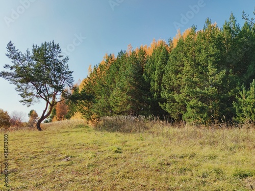 glade near the autumn forest against the blue sky on a sunny day