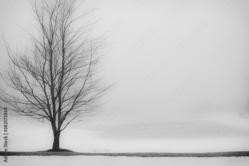 Lone tree on a foggy winter day Lone tree on a foggy winter day