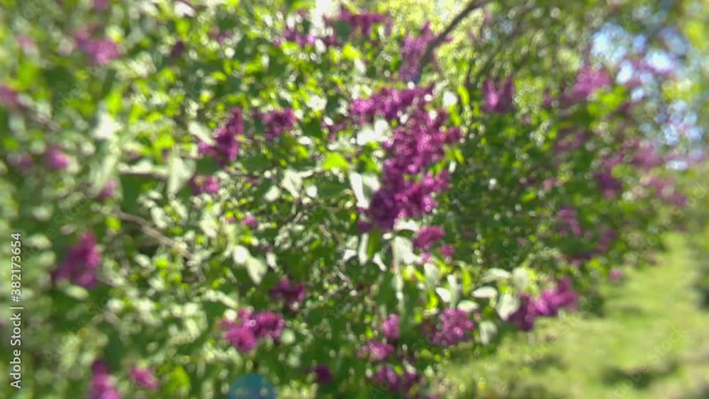 Big lilac bush in spring, beaytiful lilac blooming Big lilac bush in spring, beaytiful lilac blooming