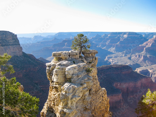Billede på lærred Lone tree perched atop a butte in the Grand Canyon