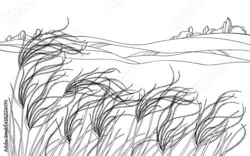 Field of outline Stipa or steppe Feather grass with leaf in black isolated on white background.