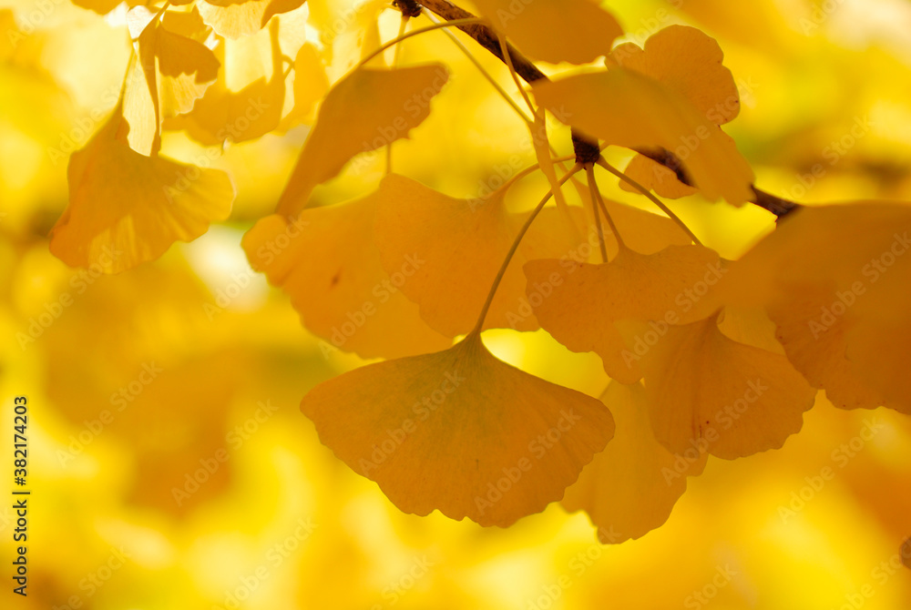 Obraz premium イチョウ