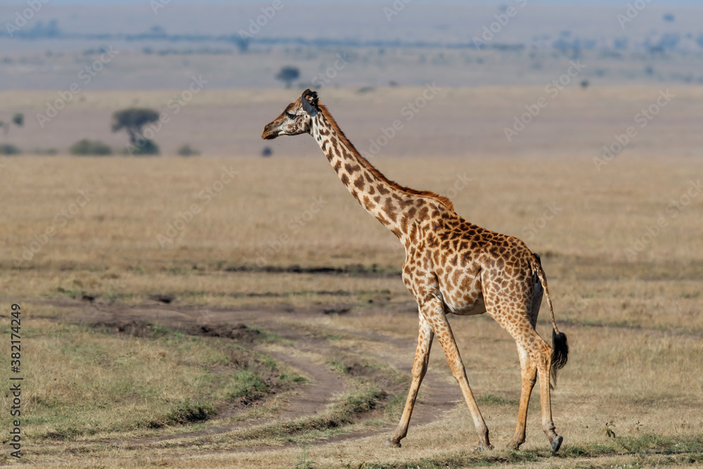 Obraz premium Giraffe walking on the plains of the Masai Mara National Park in Kenya
