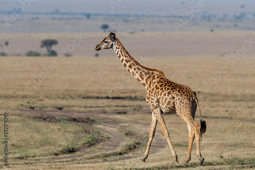 Giraffe walking on the plains of the Masai Mara National Park in Kenya