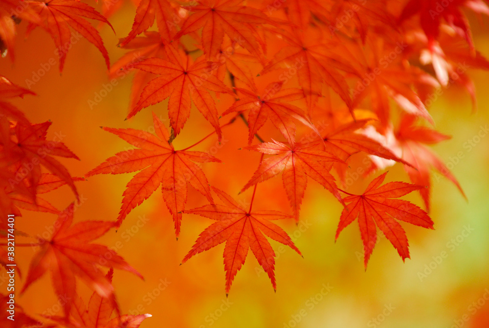 紅葉