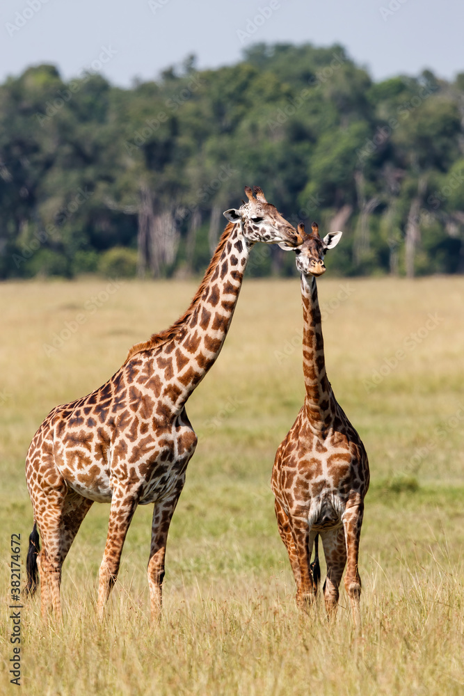 Obraz premium Giraffe family walking on the plains of the Masai Mara National Park in Kenya