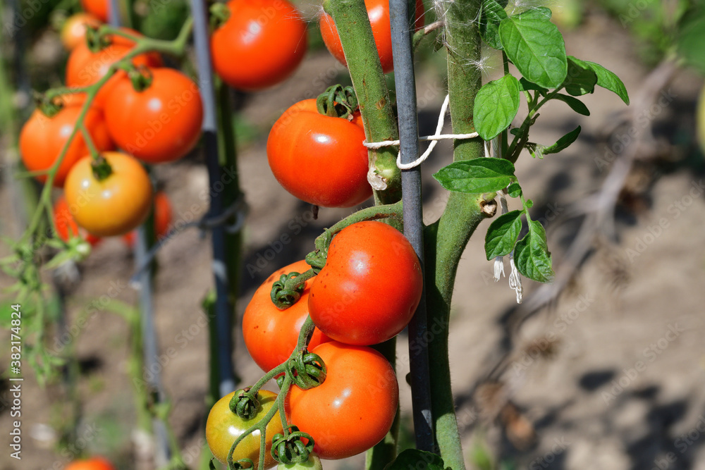 Close-up on a ripe red tomato hanging on a stalk scrubs