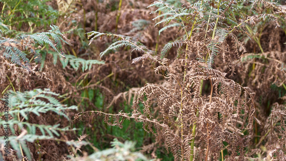 Moorland ferns in Autumn, with rich autumnal tones and bokeh backgrounds Moorland ferns in Autumn, with rich autumnal tones and bokeh backgrounds