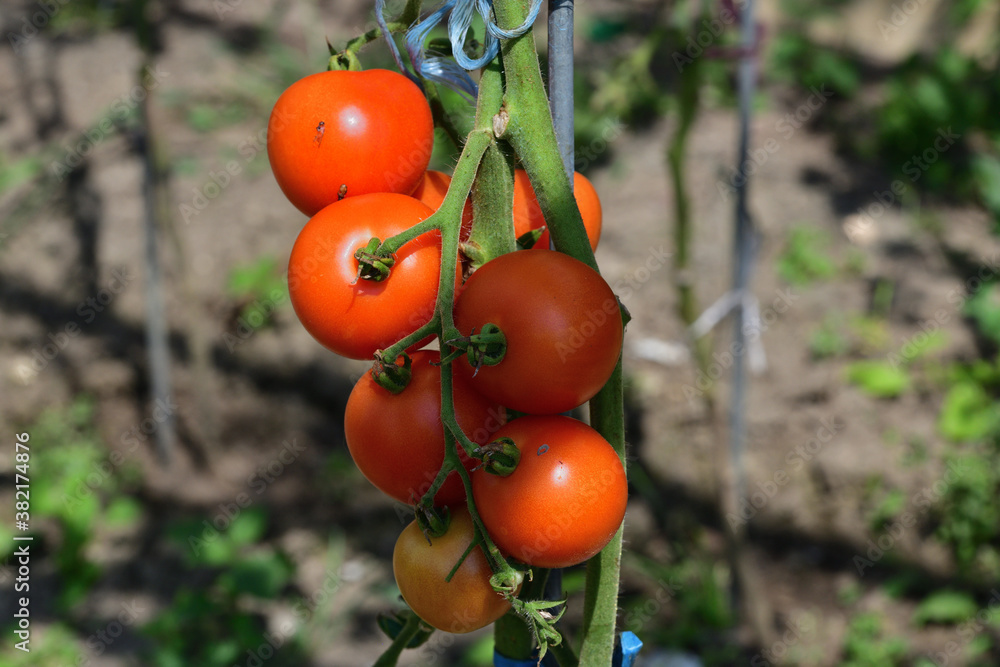 Close-up on a ripe red tomato hanging on a stalk scrubs