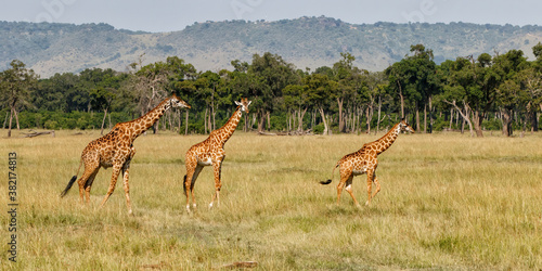 Giraffe family walking on the plains of the Masai Mara National Park in Kenya