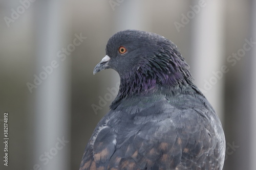 Taubenkopf, / pigeon head, 