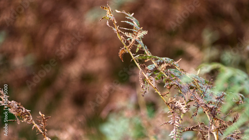 Moorland ferns in Autumn, with rich autumnal tones and bokeh backgrounds 