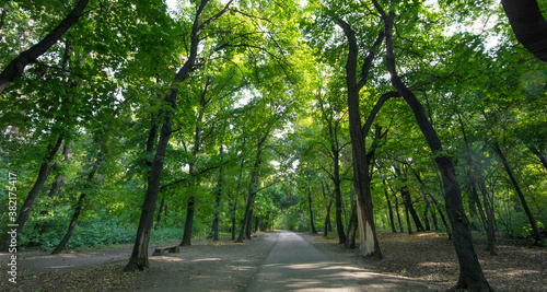 Fototapeta Naklejka Na Ścianę i Meble -  autumn tree lane in the park