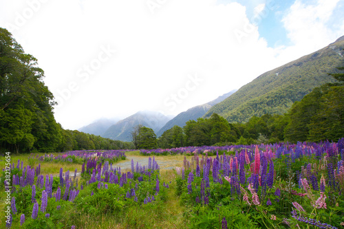 Blooming lupines in the valley against the background of mountains. Fiordland National Park, South Island, New Zealand.