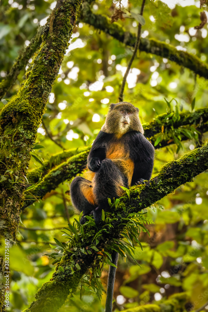Wild and very rare golden monkey ( Cercopithecus kandti) in the rainforest. Unique and endangered animal close up in nature habitat, Mgahinga Gorilla National Park, Uganda. Wild and very rare golden monkey ( Cercopithecus kandti) in the rainforest. Unique and endangered animal close up in nature habitat, Mgahinga Gorilla National Park, Uganda.