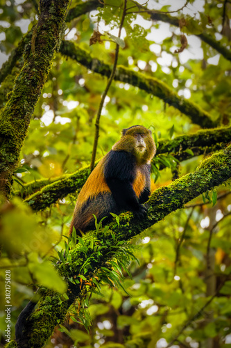 Wild and very rare golden monkey ( Cercopithecus kandti) in the rainforest. Unique and endangered animal close up in nature habitat.   © Gunter