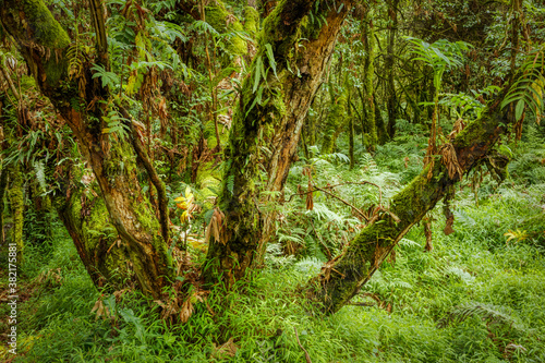 Mgahinga Gorilla National Park from Kisoro in colorful early morning. Kisoro District  Uganda  Africa.  