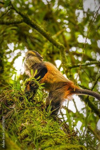 Wild and very rare golden monkey ( Cercopithecus kandti) in the rainforest. Unique and endangered animal close up in nature habitat.	
 photo