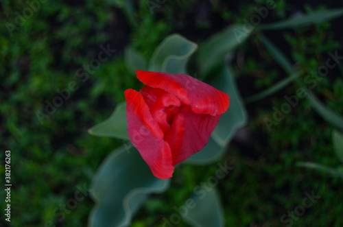Macro tulip