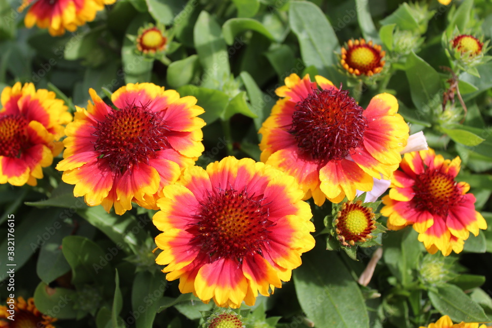 Zinnien Zinnien